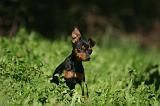 PINSCHER NAIN 167